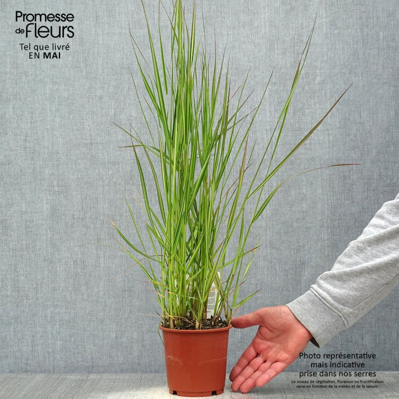 Calamagrostis acutiflora Avalanche Maceta 1L/1,5L Ejemplar entregado en la primavera