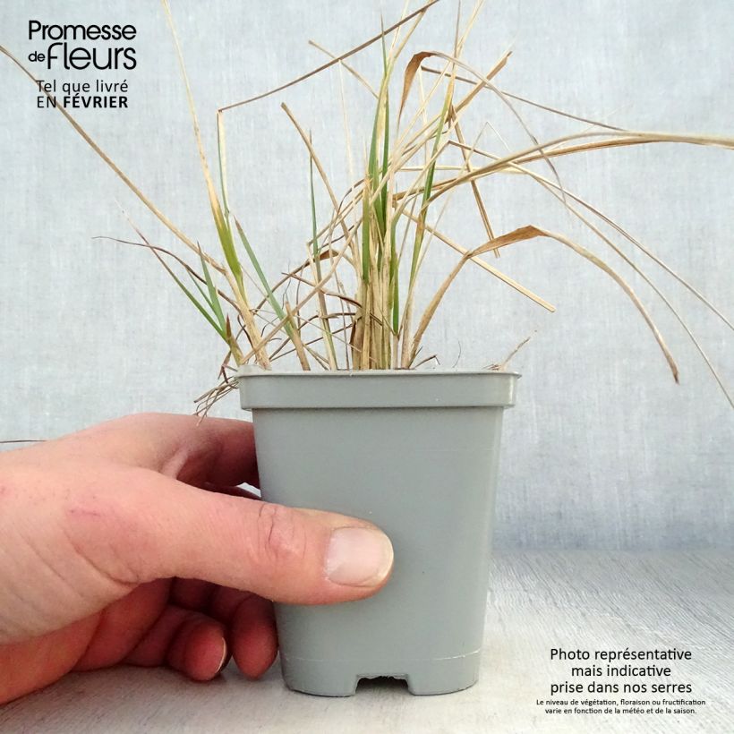 Calamagrostis acutiflora Karl Foerster Maceta de 8/9 cm Ejemplar entregado en invierno