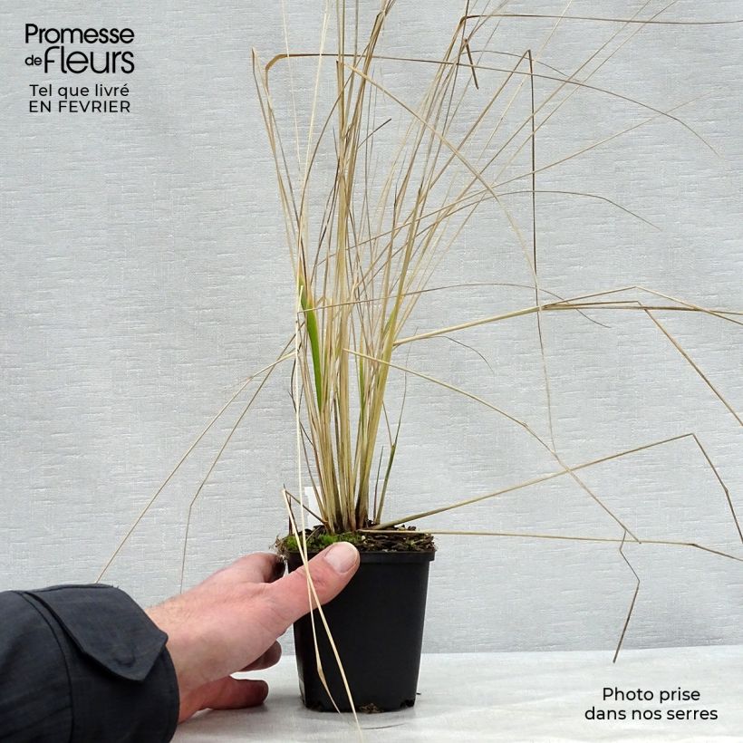 Calamagrostis acutiflora Overdam Maceta de 8/9 cm Ejemplar entregado en invierno