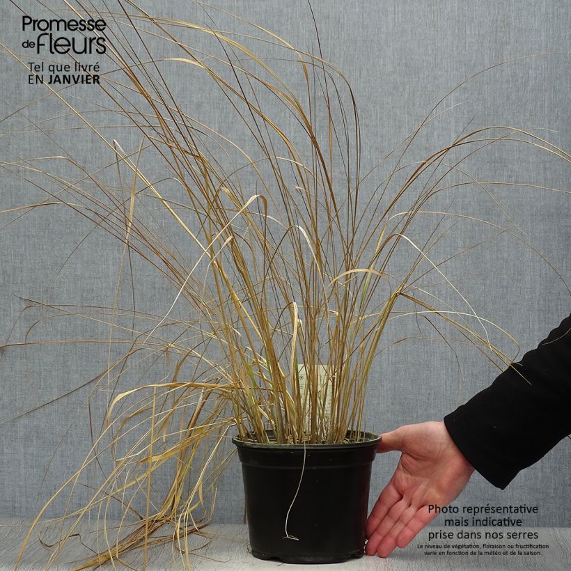 Calamagrostis acutiflora Overdam Maceta 2L/3L Ejemplar entregado en invierno