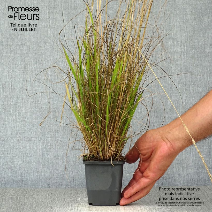 Ejemplar de Calamagrostis acutiflora Waldenbuch Maceta de 8/9 cm entregado en verano