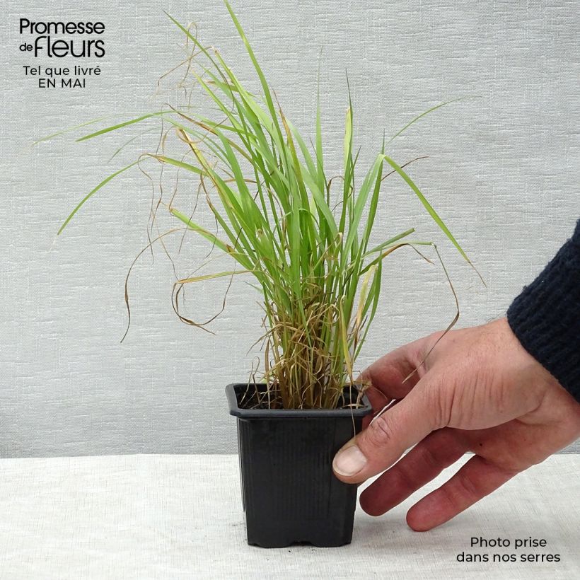 Calamagrostis brachytricha Maceta de 8/9 cm Ejemplar entregado en la primavera