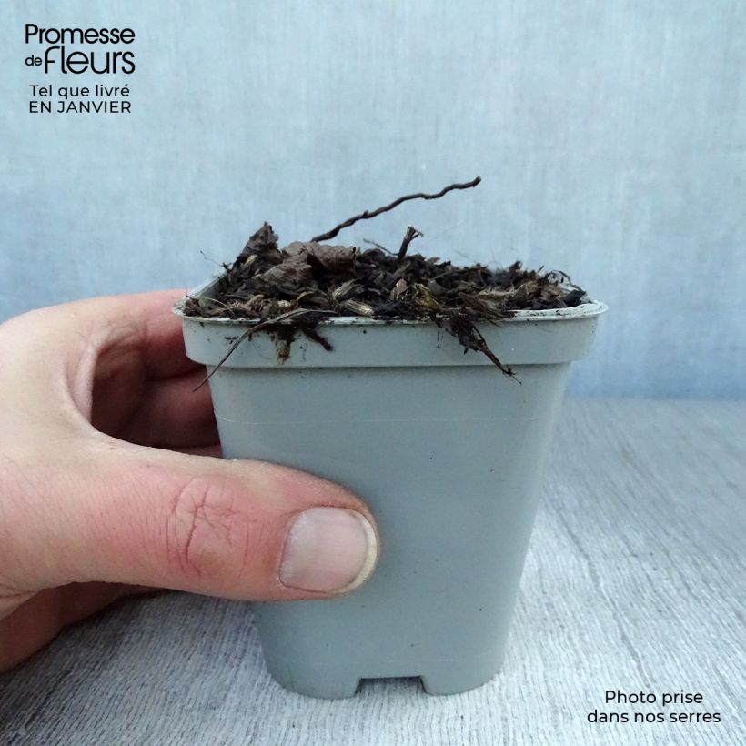 Calaminta - Calamintha grandiflora Maceta de 8/9 cm Ejemplar entregado en invierno