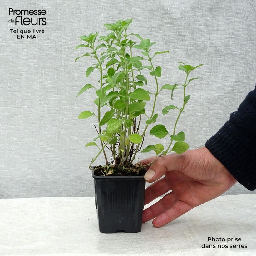 Calaminta - Calamintha nepeta Maceta de 8/9 cm Ejemplar entregado en la primavera