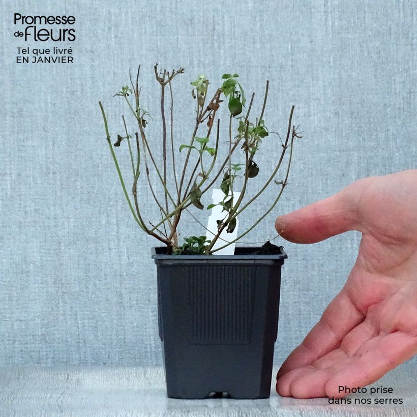 Calaminta - Calamintha nepeta Maceta de 8/9 cm Ejemplar entregado en invierno