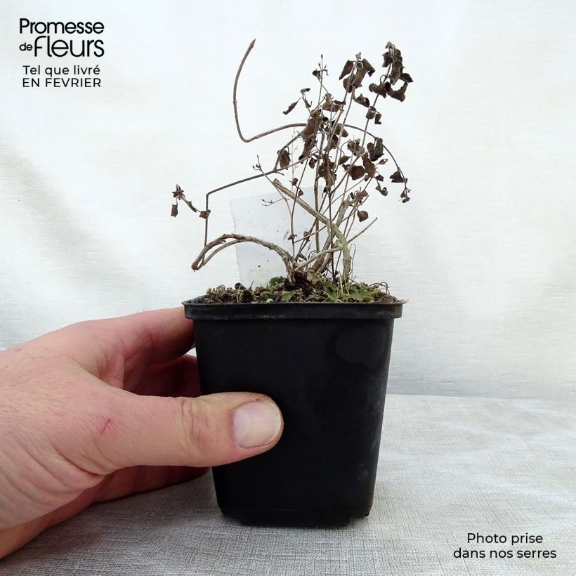 Calamintha nepeta Weisser Riese Maceta de 8/9 cm Ejemplar entregado en invierno