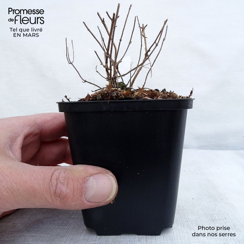 Calamintha nepeta White Cloud Maceta de 8/9 cm Ejemplar entregado en invierno