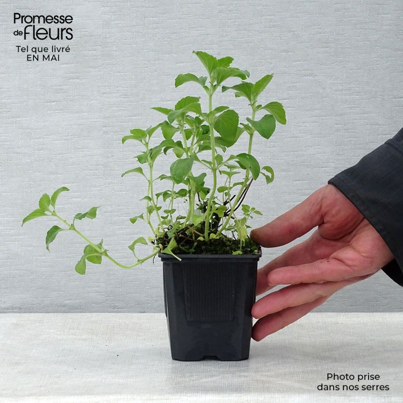 Calamintha sylvatica Menthe Maceta de 8/9 cm Ejemplar entregado en la primavera