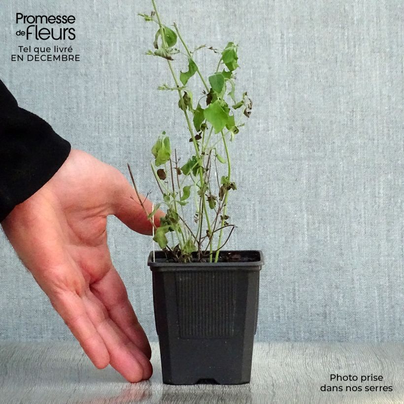 Calamintha sylvatica Menthe Maceta de 8/9 cm Ejemplar entregado en invierno