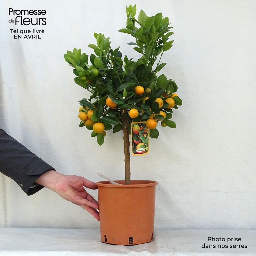 Calamondina - Citrus madurensis Maceta 4L/5L, 1/4 tallo Ejemplar entregado en la primavera