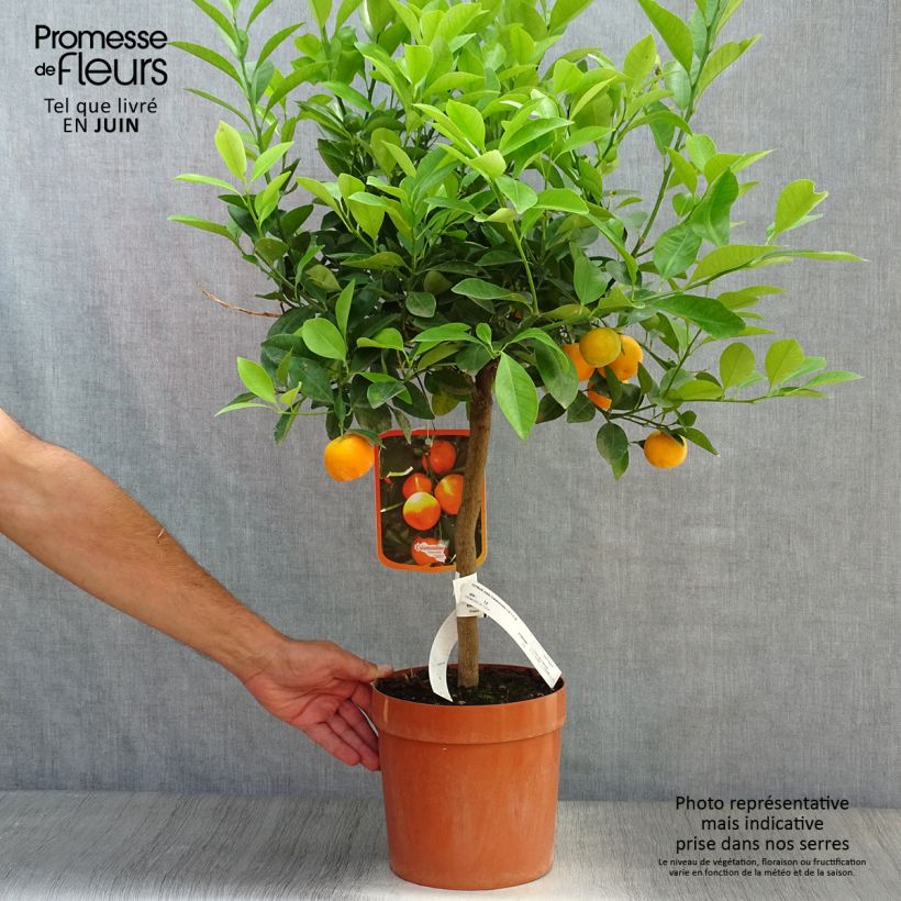 Ejemplar de Calamondina - Citrus madurensis Maceta 4L/5L, 1/4 tallo entregado en verano