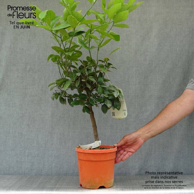 Ejemplar de Calamondina - Citrus madurensis Maceta 6L/7L, Tallo entregado en verano