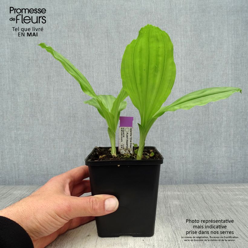 Calanthe Olive Green Maceta 1,5L/2L Ejemplar entregado en la primavera