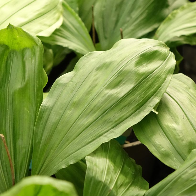 Calanthe Olive Green (Follaje)