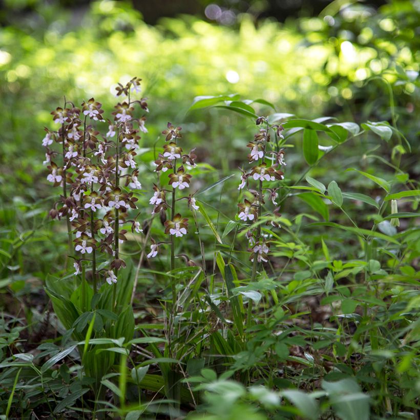 Calanthe discolor (Porte)