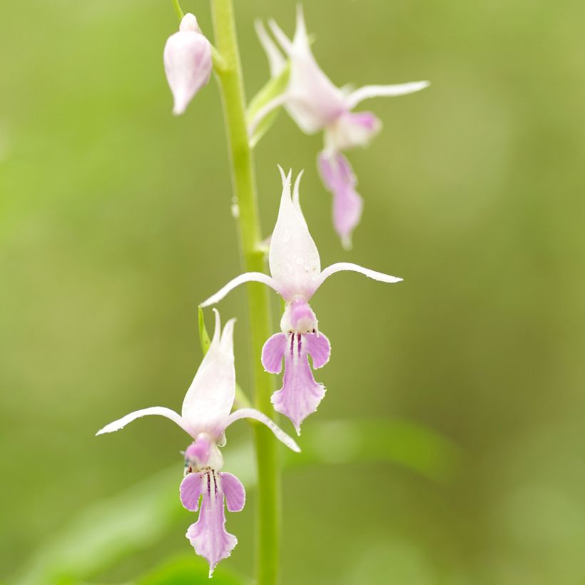 Calanthe reflexa (Floración)