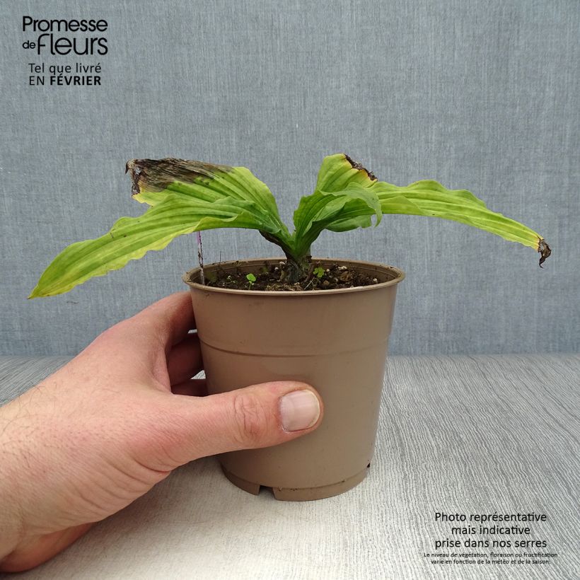 Calanthe reflexa Maceta 1,5L/2L calibre I Ejemplar entregado en invierno