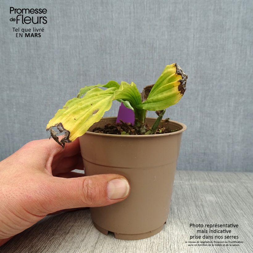 Calanthe reflexa Maceta 1,5L/2L calibre I Ejemplar entregado en la primavera