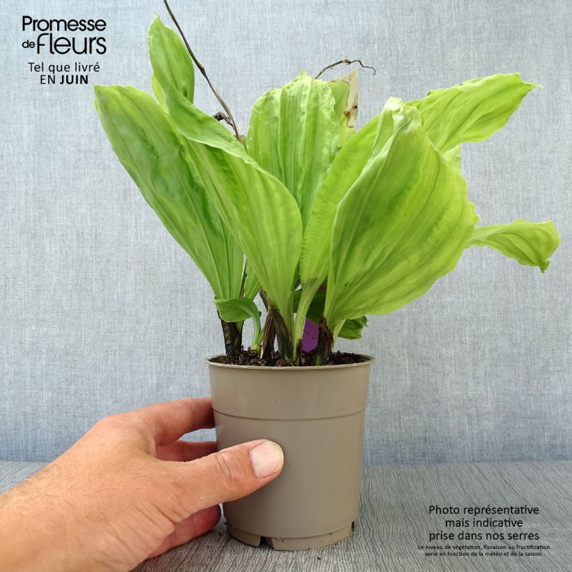Ejemplar de Calanthe sieboldii Maceta 1L/1,5L entregado en verano