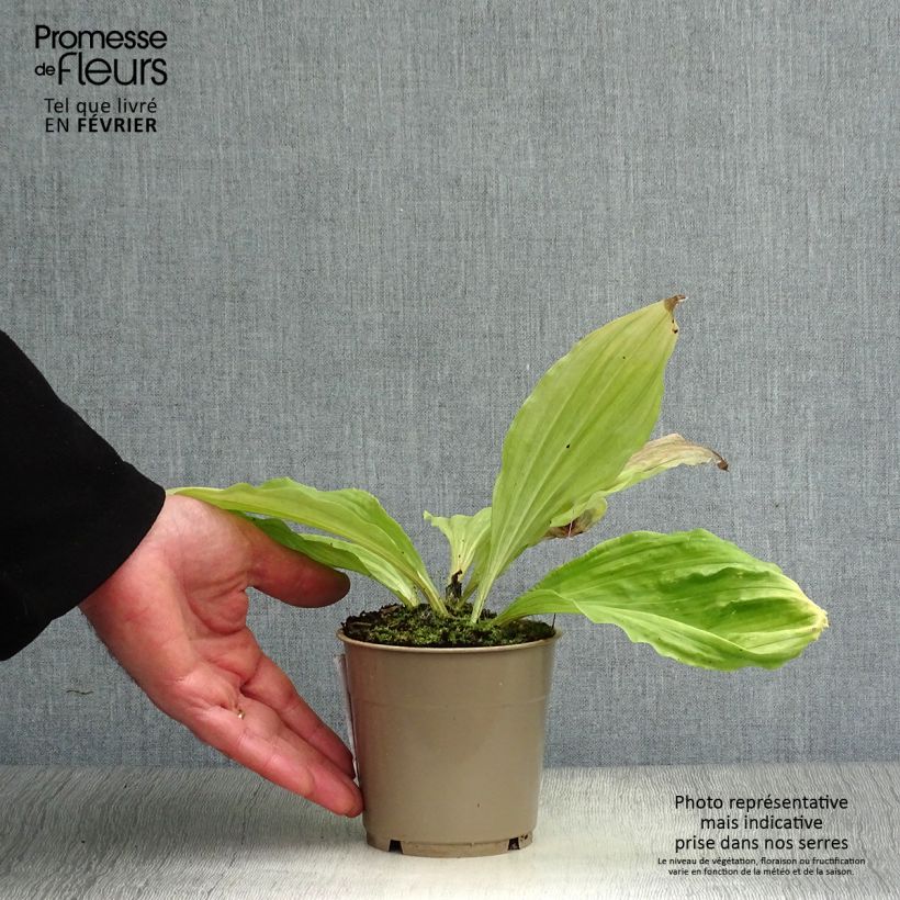 Calanthe sieboldii Maceta 1L/1,5L Ejemplar entregado en invierno