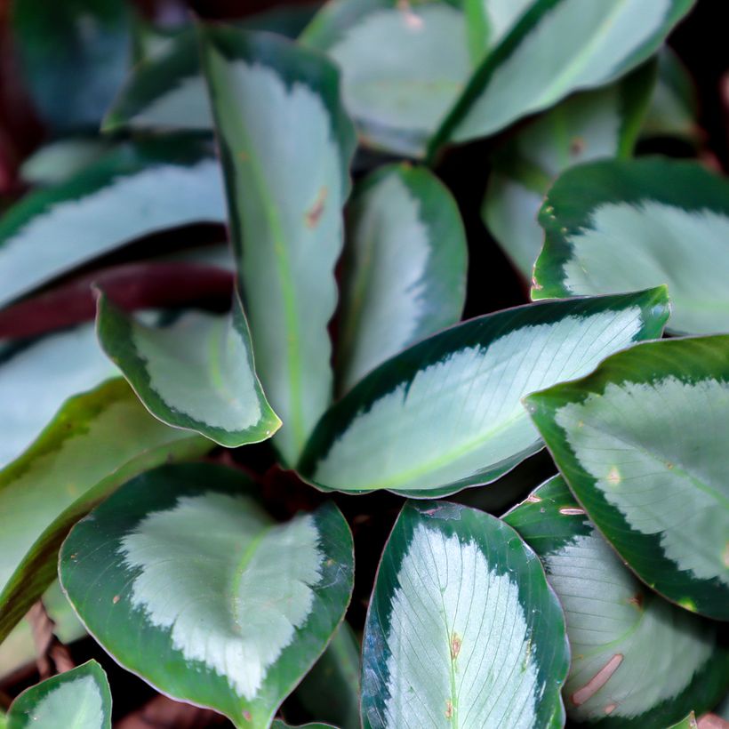 Calathea Royal Standard - Calatea (Follaje)