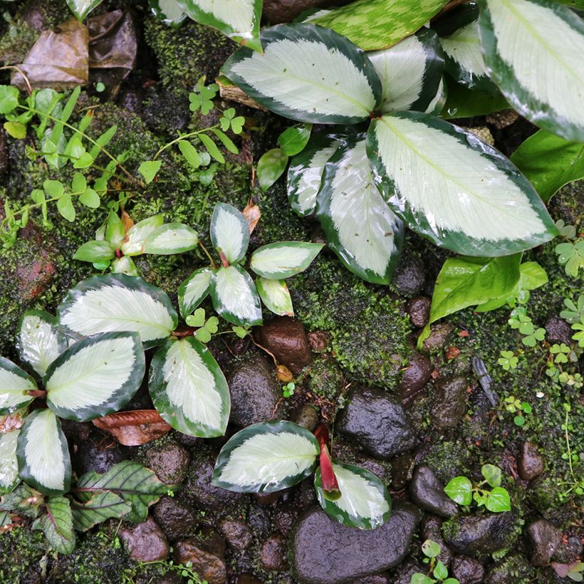 Calathea Royal Standard - Calatea (Porte)