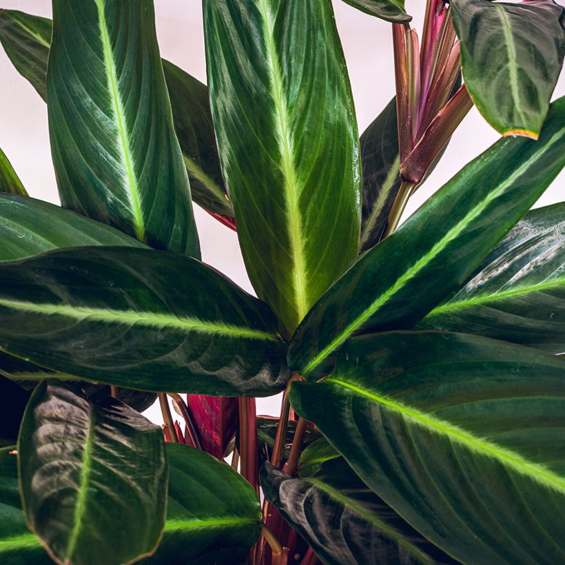Calathea sanguinea - Calatea (Follaje)