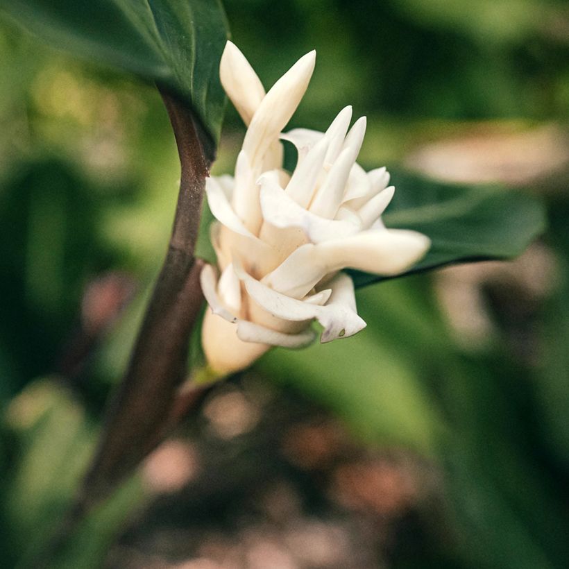 Calathea warscewiczii - Calatea (Floración)