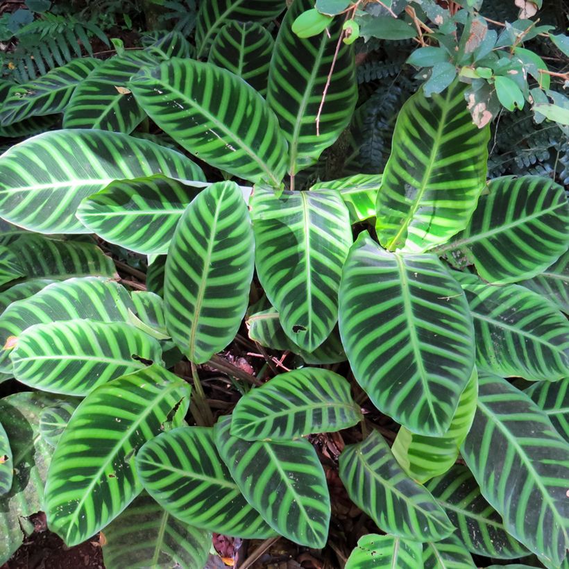 Calathea zebrina - Calatea (Follaje)