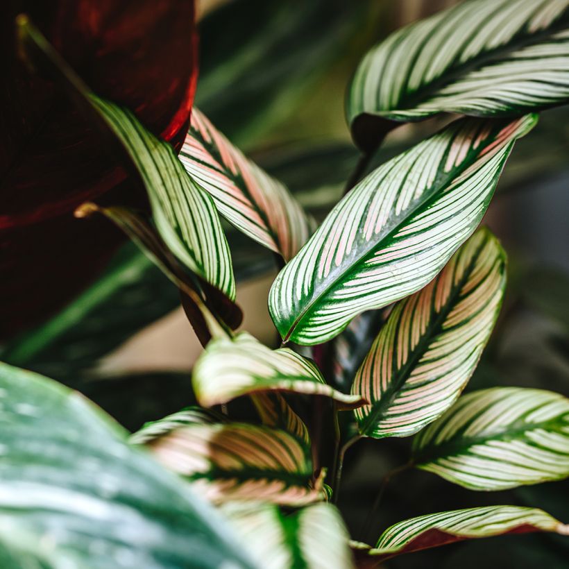 Calathea White Star (Follaje)