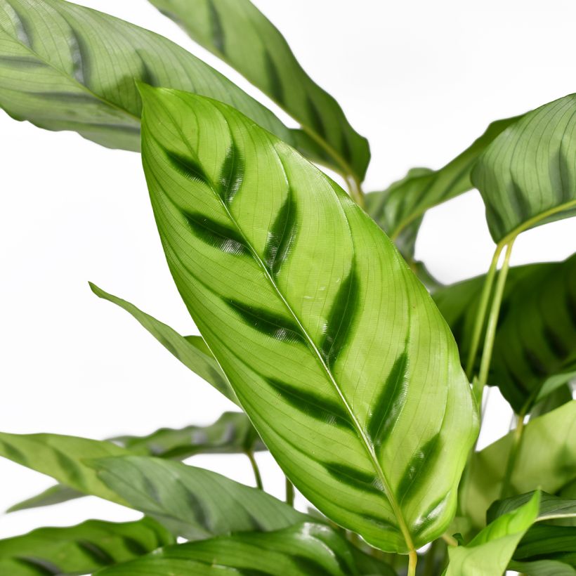 Calathea leopardina (Follaje)