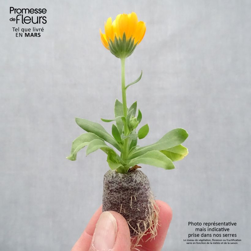 Calendula hybrida Powerdaisy Tango minicepellón: Ø 3/4 cm Ejemplar entregado en la primavera