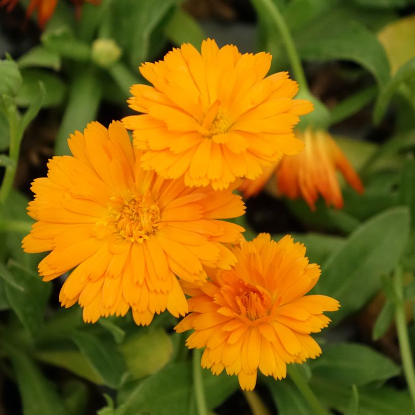 Calendula hybrida Powerdaisy Tango (Floración)