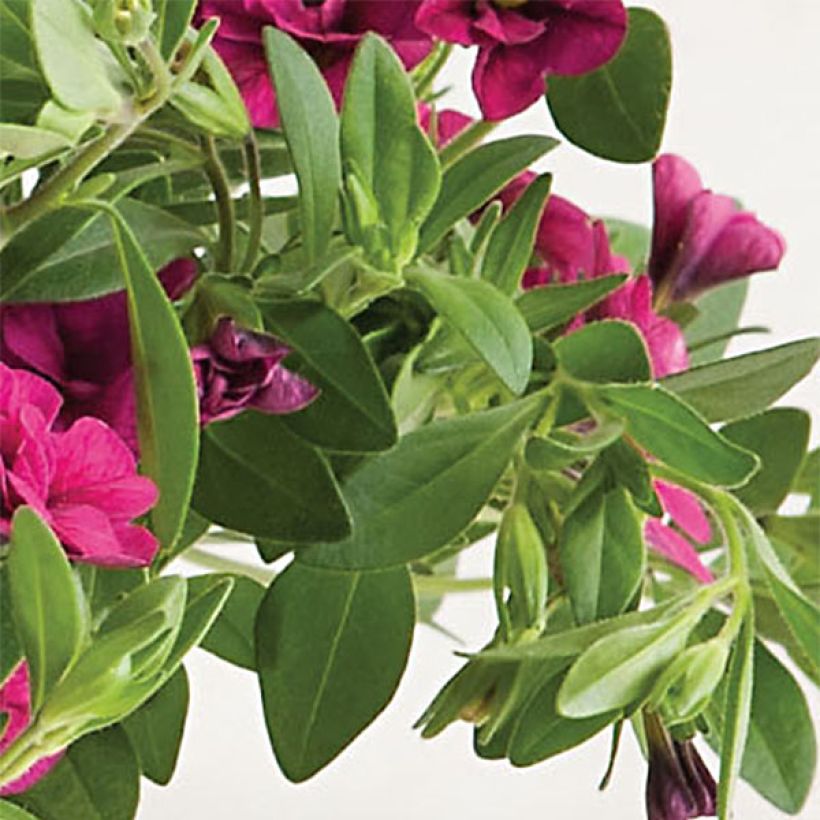 Calibrachoa hybrida Can-Can Rosies Pink (Follaje)