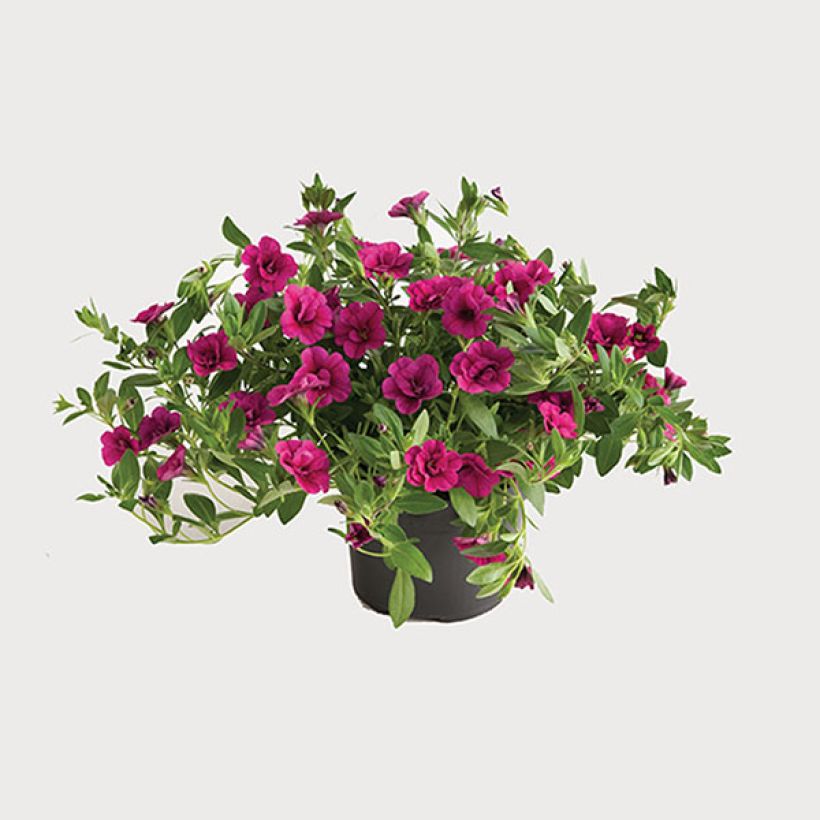 Calibrachoa hybrida Can-Can Rosies Pink (Porte)