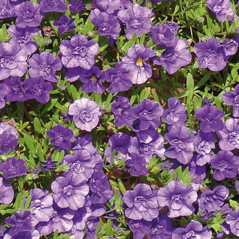 Calibrachoa hybrida Can-Can Rosies Blue (Floración)