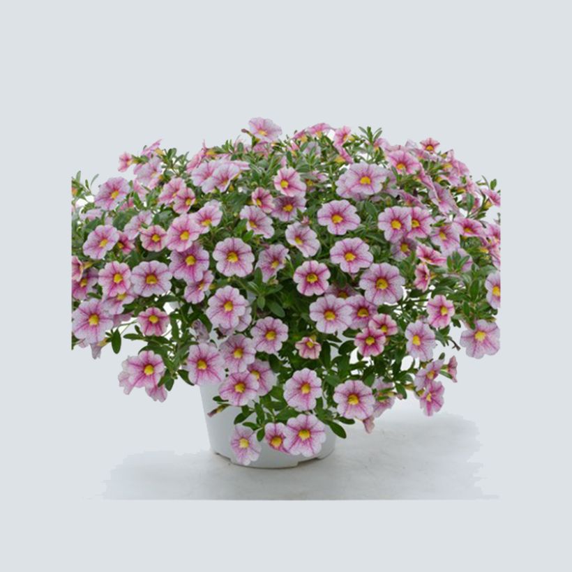 Calibrachoa hybrida Noa Princess (Porte)
