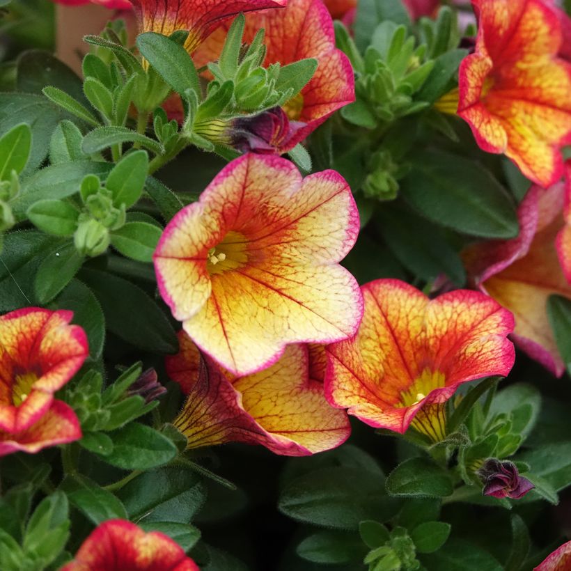Calibrachoa híbrida MiniFamous Uno Bakari (Floración)