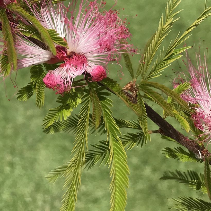 Calliandra surinamensis Dixie Pink (Follaje)