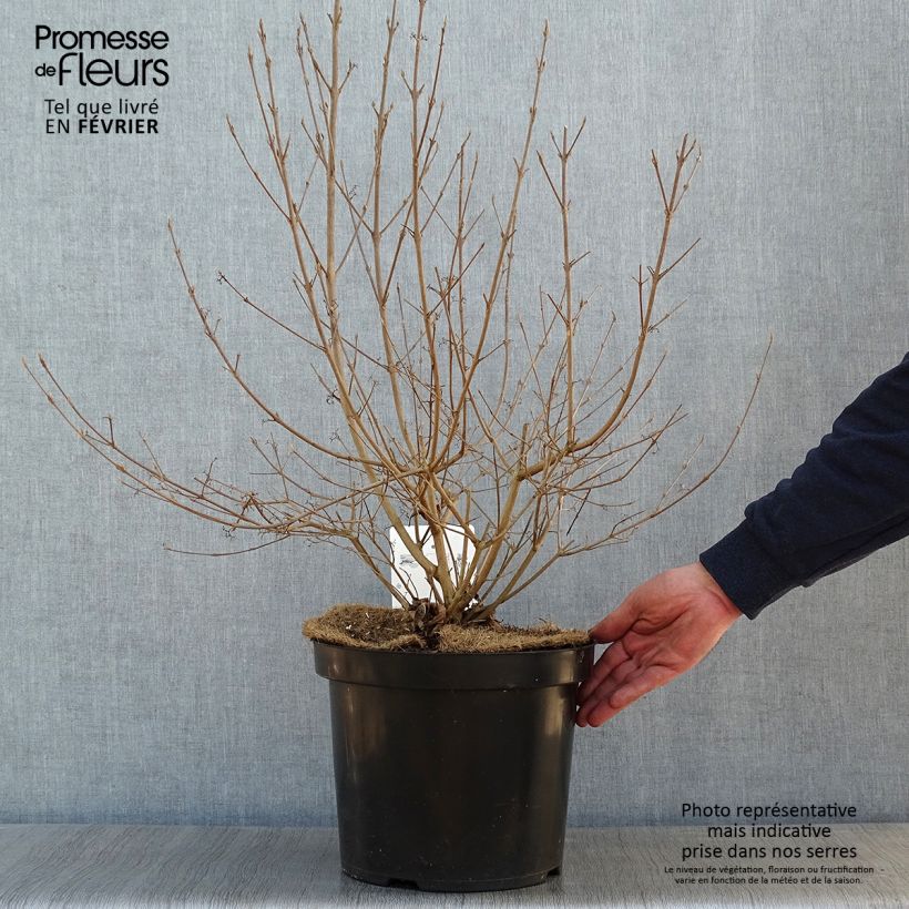 Callicarpa bodinieri Magical Deep Purple Kolmdepu Maceta 7,5L/10L Ejemplar entregado en invierno