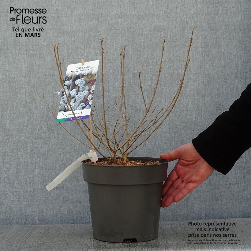 Callicarpa bodinieri Magical Snowqueen Maceta 3L/4L Ejemplar entregado en invierno