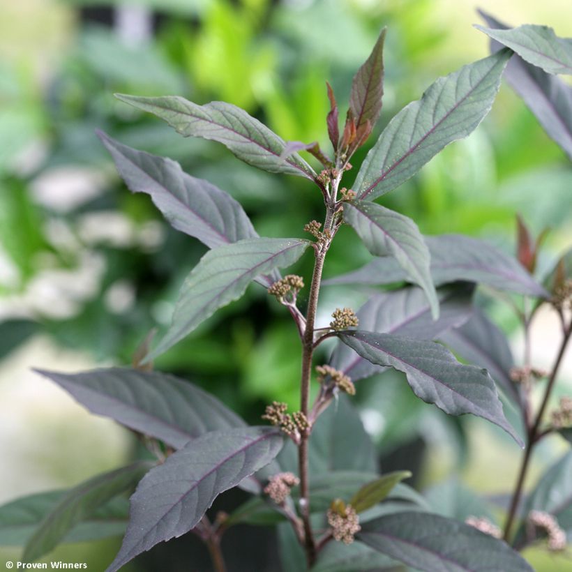 Callicarpa bodinieri Pearl Glam (Follaje)