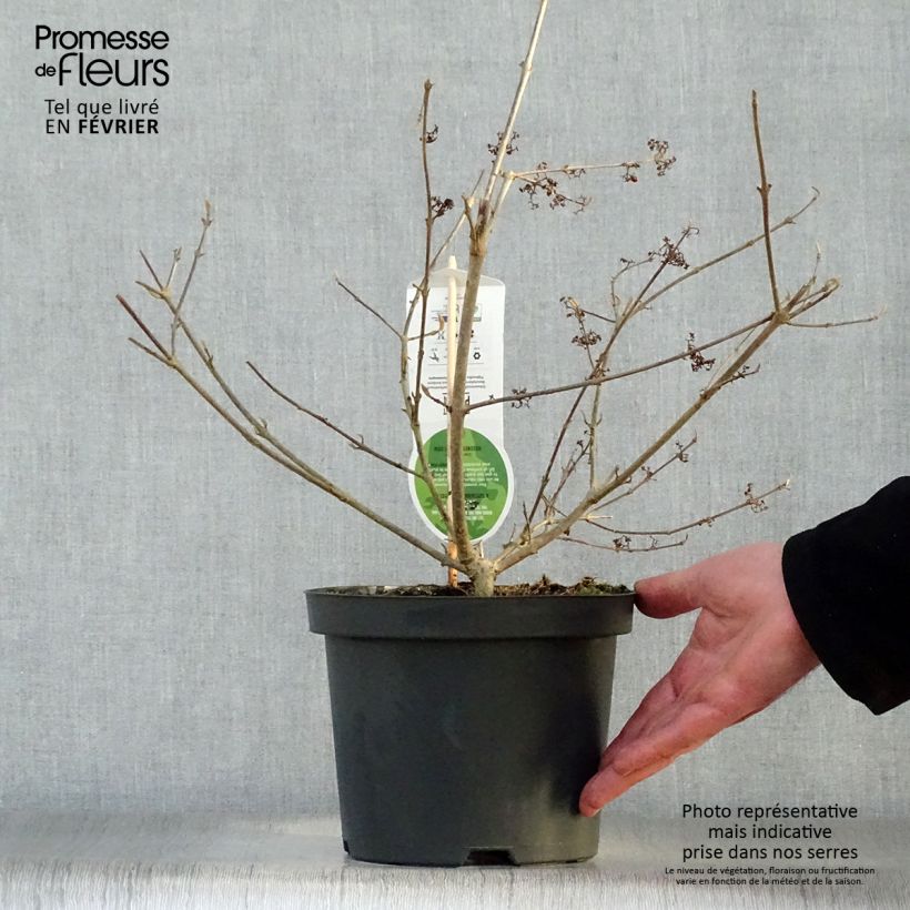 Callicarpa bodinieri var. giraldii Profusion Maceta 2L/3L Ejemplar entregado en invierno