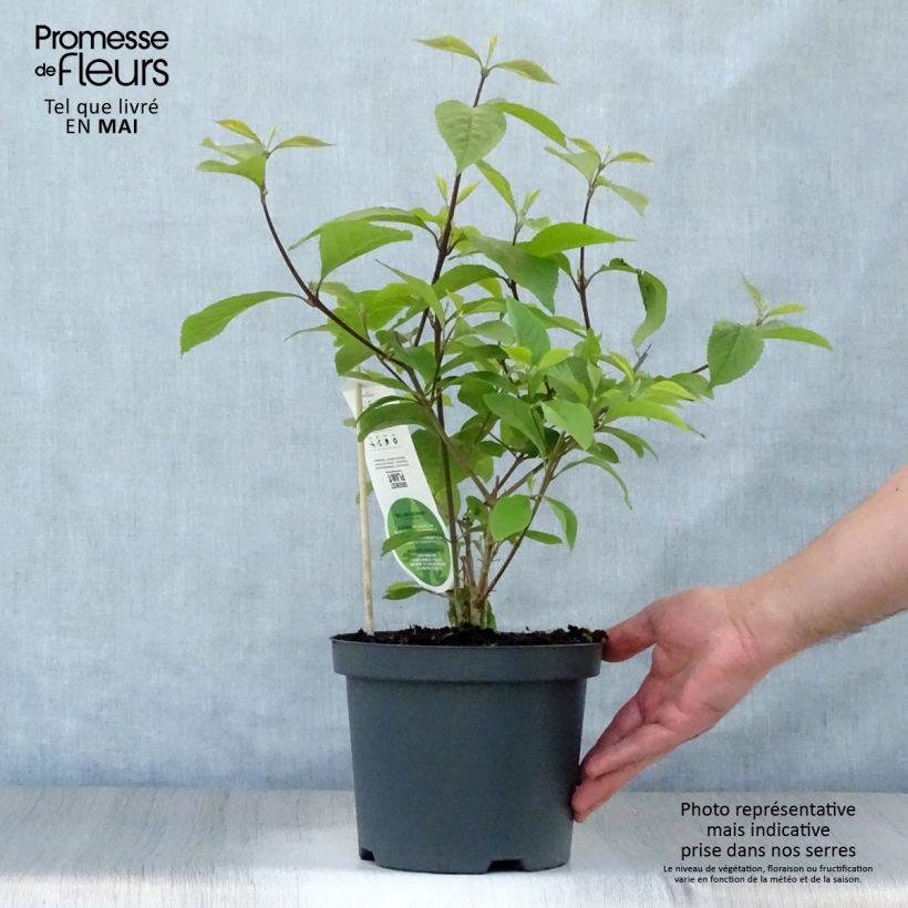 Callicarpa bodinieri var. giraldii Profusion Maceta 2L/3L Ejemplar entregado en la primavera