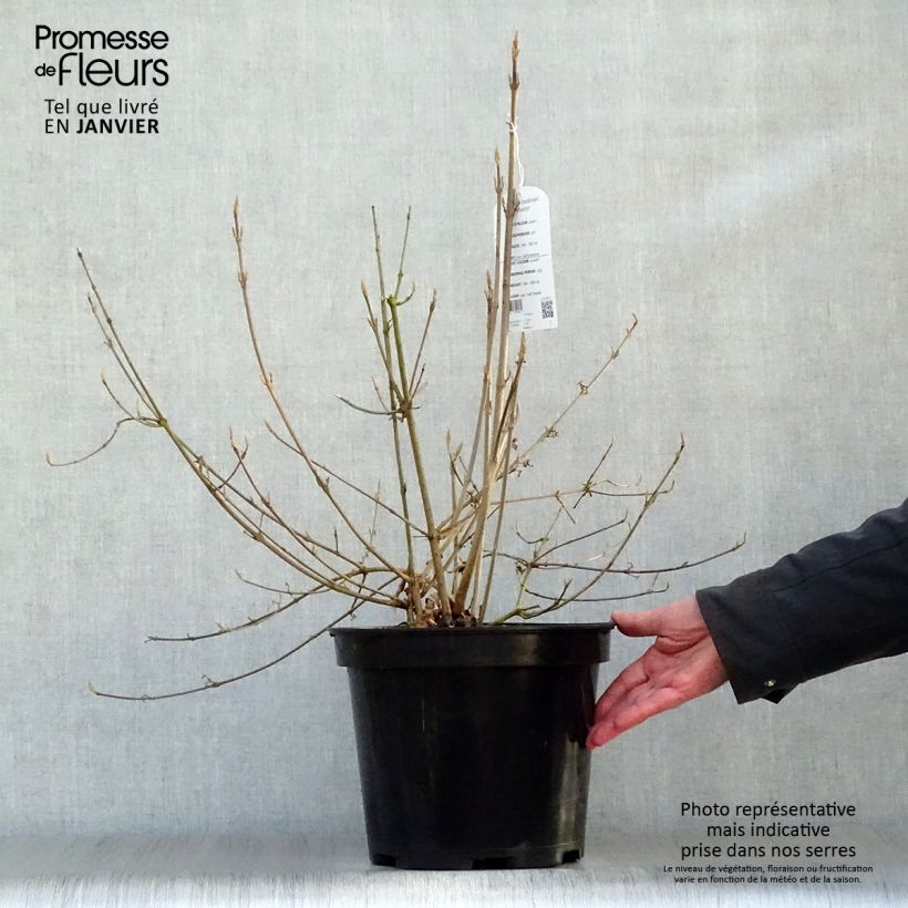 Callicarpa bodinieri var. giraldii Profusion Maceta 7,5L/10L Ejemplar entregado en invierno