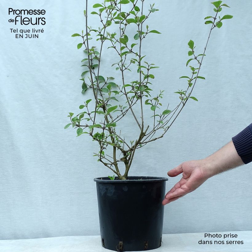Ejemplar de Callicarpa bodinieri var. giraldii Profusion Maceta 7,5L/10L entregado en verano