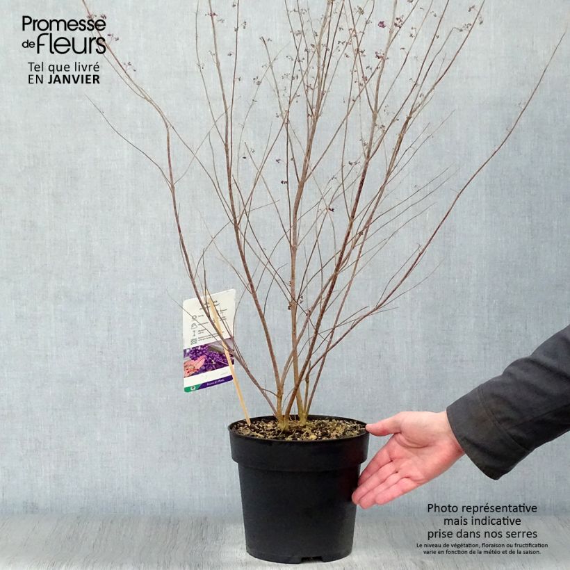 Callicarpa dichotoma Issai Maceta 3L/4L Ejemplar entregado en invierno