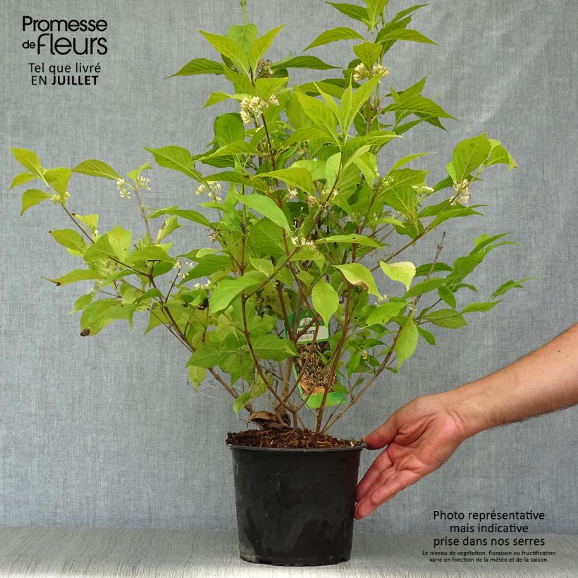 Ejemplar de Callicarpa japonica Leucocarpa Maceta 2L/3L entregado en verano