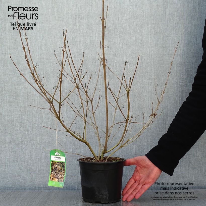Callicarpa japonica Leucocarpa Maceta 2L/3L Ejemplar entregado en invierno