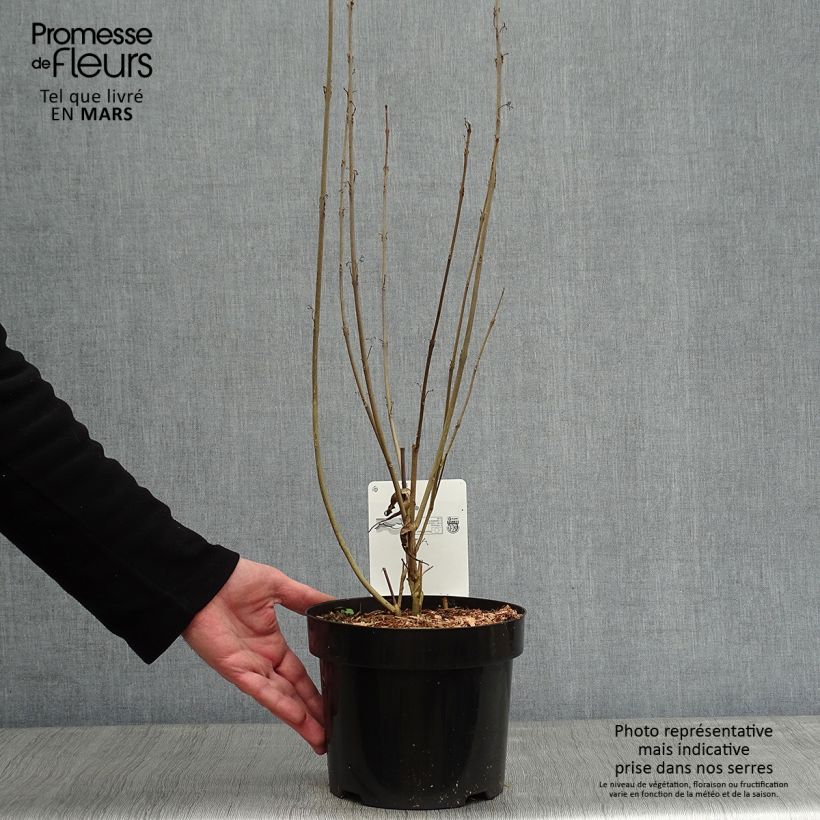 Callicarpa kwangtungensis Maceta 2L/3L Ejemplar entregado en invierno